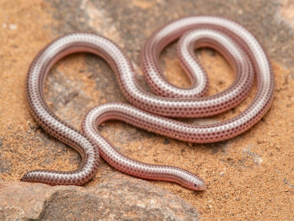 Western Thread Snake
