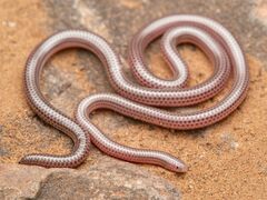Western Thread Snake photo 1
