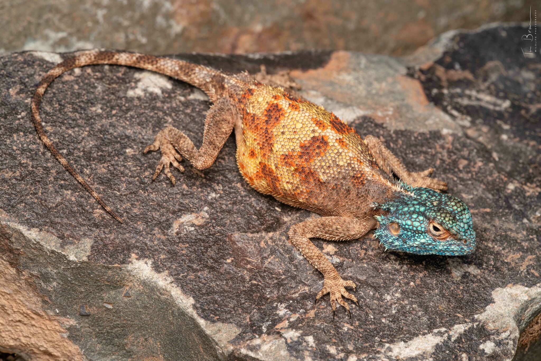 Agama anchietae Bocage, 1896