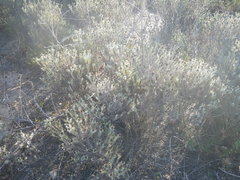 Oedera fruticosa