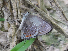 Satyrium liparops