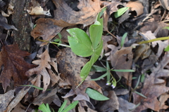 Podophyllum peltatum