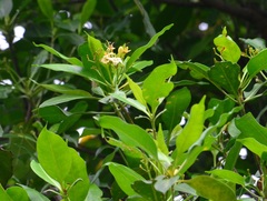 Fagraea fragrans