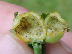 Phylloxera notabilis