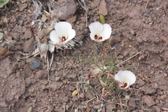 Calochortus catalinae