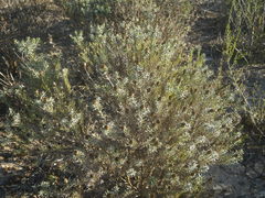 Oedera fruticosa