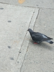 Columba livia domestica