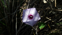 Ipomoea tenuissima