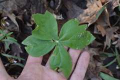 Podophyllum peltatum