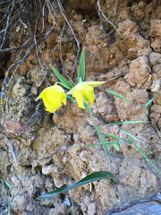 Calochortus pulchellus