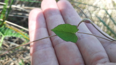 Ipomoea tenuissima