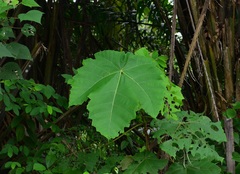 Macaranga gigantea