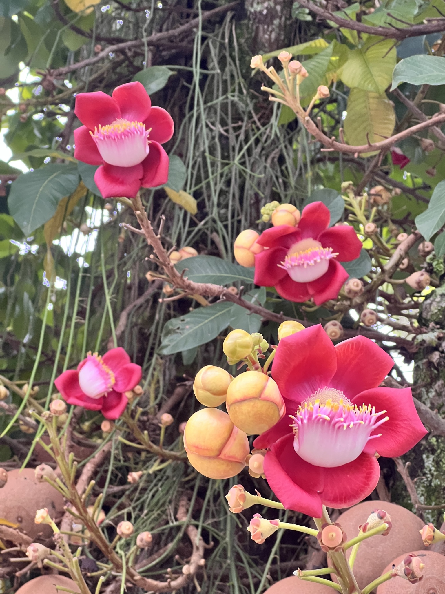 Couroupita guianensis