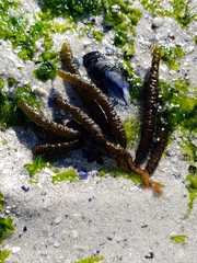 Splachnidium rugosum