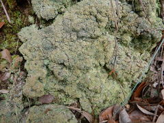 Cladonia symphycarpa
