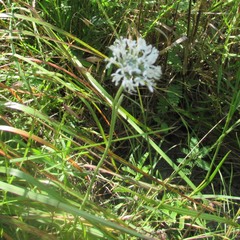 Marshallia caespitosa