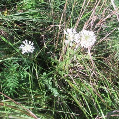 Marshallia caespitosa