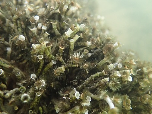 Ficopomatus enigmaticus