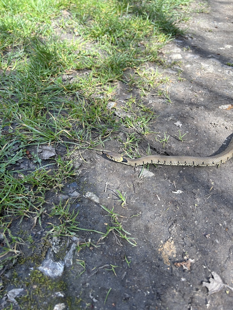 Barred Grass Snake From Impasse De La Gare, Touffreville-sur-eu 