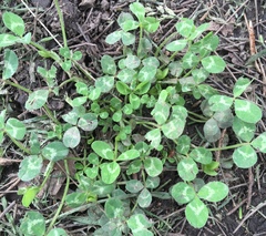 Trifolium repens