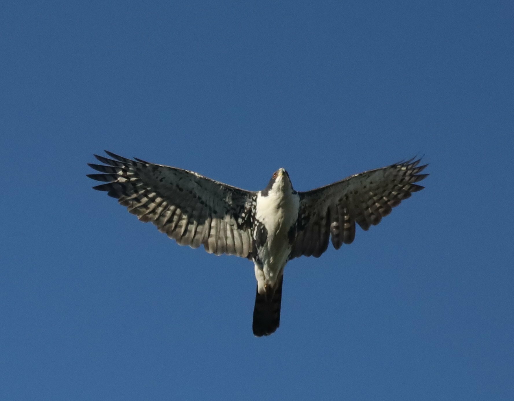Black Goshawk illustration