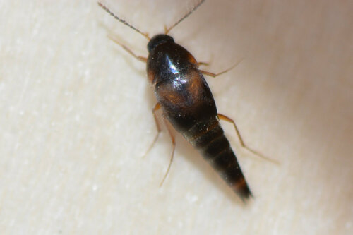 Staph beetle