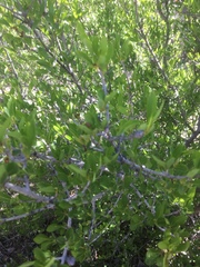 Forestiera pubescens pubescens