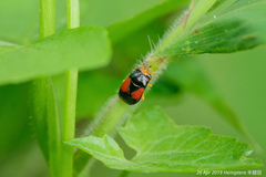 Geocoris flaviceps