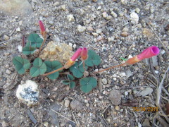 Oxalis eckloniana-nidulans