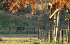 Cervus elaphus elaphus