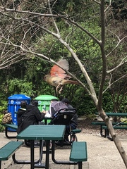 Cardinalis cardinalis