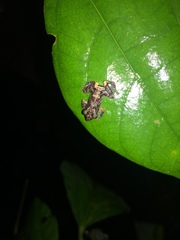 Pristimantis brevicrus