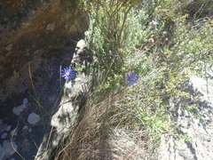 Felicia aethiopica