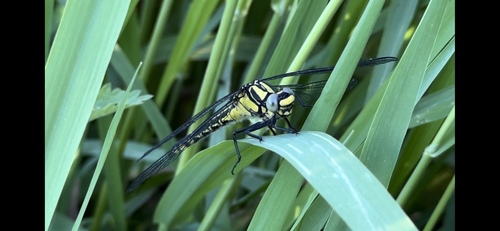 Common Clubtail photo 4