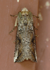 Elasmia packardii