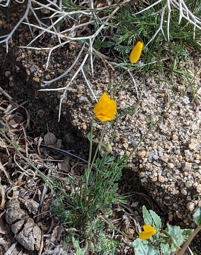 Image of Eschscholzia androuxii by (c) Alan Prather, some rights reserved (CC BY)