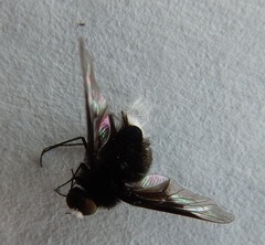 Ogcodocera leucoprocta
