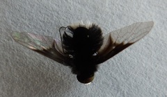 Ogcodocera leucoprocta