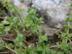 Valantia muralis