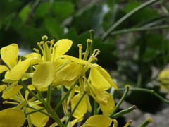 Brassica balearica