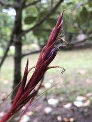 Tillandsia festucoides