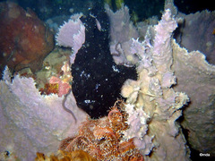 Antennarius commerson