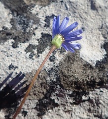 Felicia aethiopica