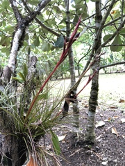 Tillandsia festucoides