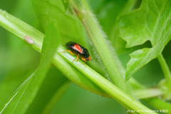 Geocoris flaviceps