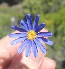 Felicia aethiopica