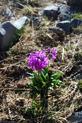 Primula nivalis