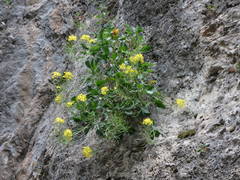 Brassica balearica