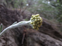 Helichrysum ambiguum