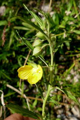 Ludwigia bonariensis